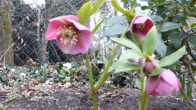 Christmas Rose - Helleborus niger - Jólarós - Vetrarblóm - Garðplanta смотреть онлайн