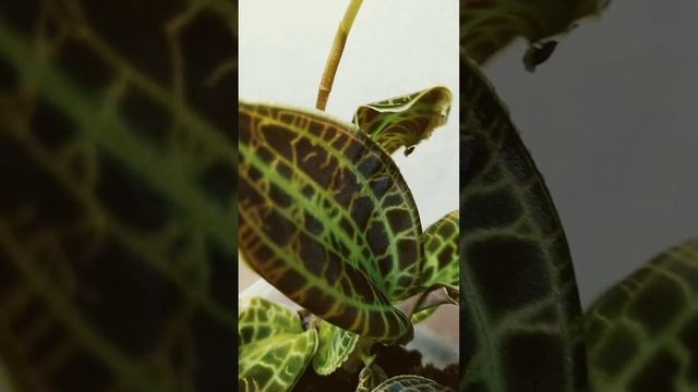 Макодес сандериана Macodes sanderiana смотреть онлайн