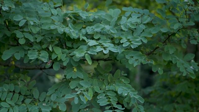 Robinia Pseudoacacia -  Black Locust