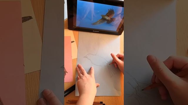 Зарисовки птиц. Жаворонок (урок 6) смотреть онлайн