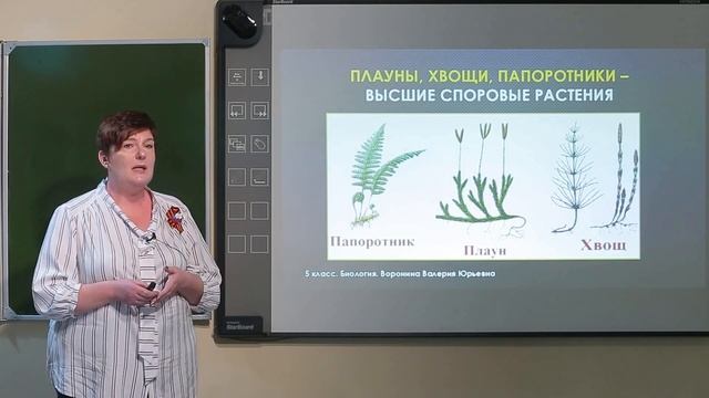5 класс. Биология. Папоротники, хвощи, плауны смотреть онлайн