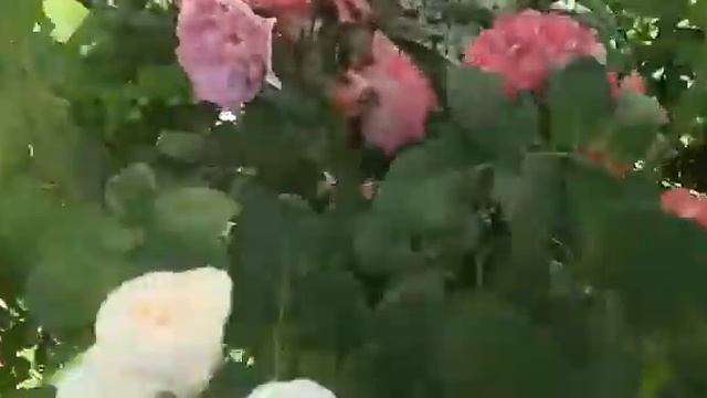 Цветение розы Лидия смотреть онлайн