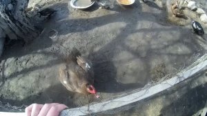 Почему мускусные утки не садятся на яйца