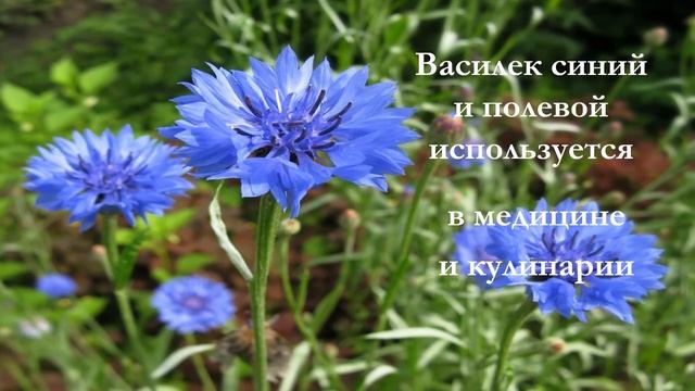Эко-букет "Цветы шагают по планете" смотреть онлайн