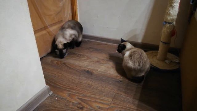 Вязка Меконгский бобтейл