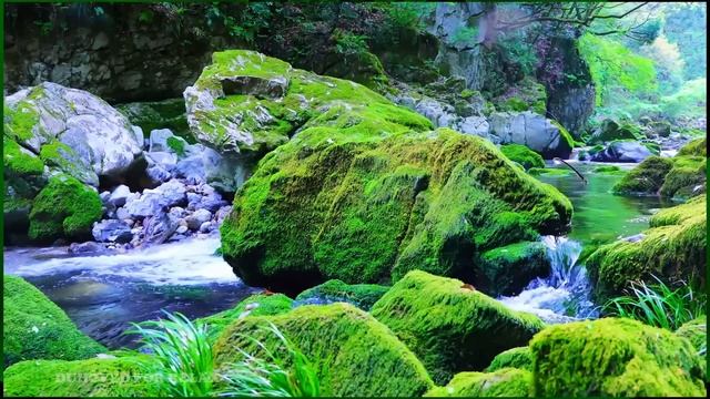 Релакс. Заснуть можно за 10 минут под шум поросшей мхом реки и щебетание птиц ✦ Relax смотреть онлайн