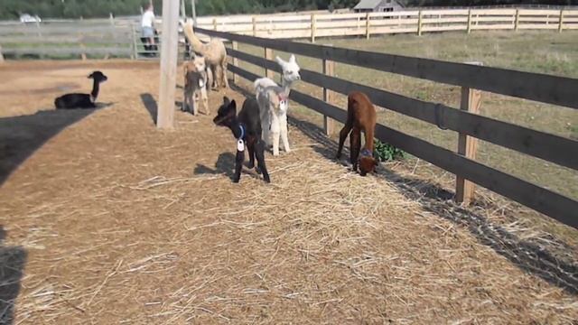 Alpaca Island смотреть онлайн