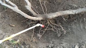 ВИНОГРАД. ПЕРВАЯ ОБРАБОТКА С РАННЕЙ ВЕСНЫ до распускания почек