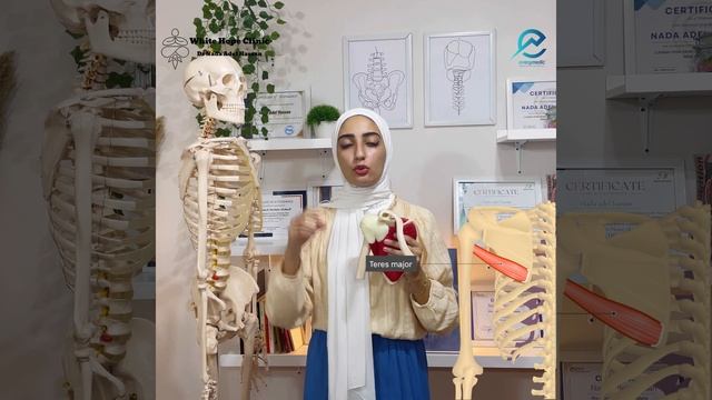 muscles of (scapula _ chest _ back _ humerus) all muscle responsible of shoulder movement смотреть онлайн