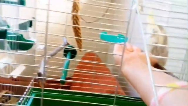 Как приручить кореллу. ДЕНЬ 1 смотреть онлайн