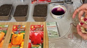 ЛЕГКИЙ СПОСОБ ПОСЕВА ПЕРЦА! Быстрые всходы и крепкая рассада! Будете с урожаем!