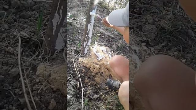 Забор под березку