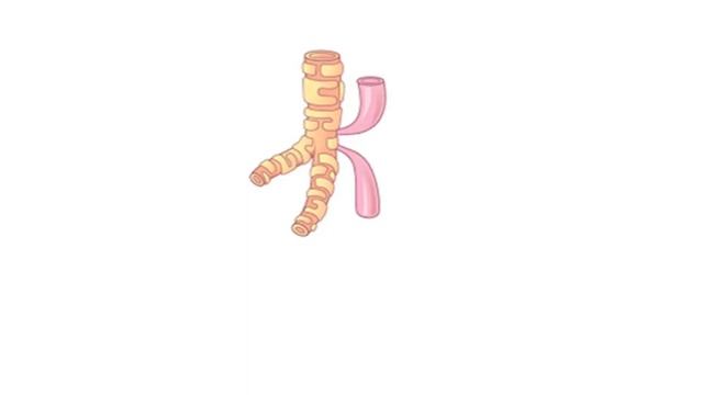 Gastroenterology GIT embryology video from USMLE First Aid Step One (1). смотреть онлайн