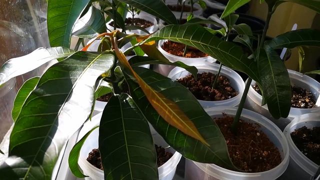 Как вырастить манго из косточки в домашних условиях. Создаю Манго питомник в Тюмени 1 серия смотреть онлайн