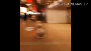 Как доехать из аэропорта до Пекина. Терминал 2