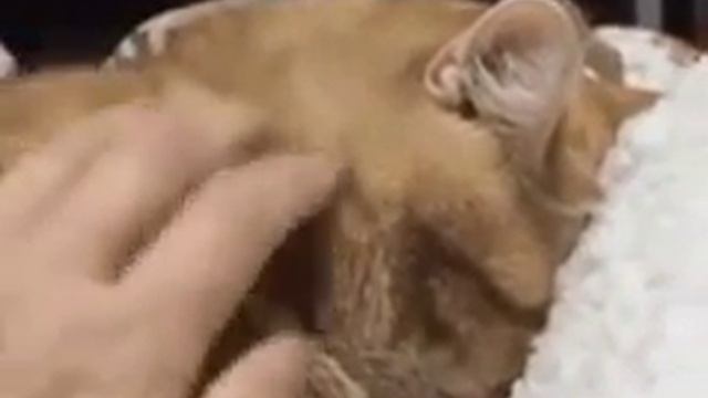Котеич который хочет спать) смотреть онлайн