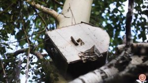 Ловушки на пчёл. Западная Сибирь - Тюменская область. Природа, пчёлы, мёд. Сравнить с Подмосковьем