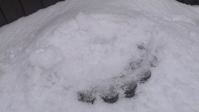 Заглядываю под укрытия. Как розы пережили морозы. Как зимуют наши рыбки. карпы кои подо льдом. Роза смотреть онлайн