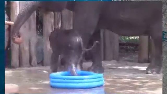 Это надо видеть Слоненок купается смотреть онлайн