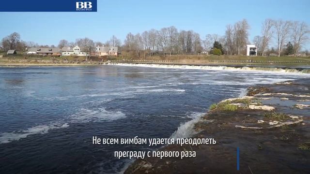 В Кулдиге рыба атакует самый широкий водопад Европы смотреть онлайн
