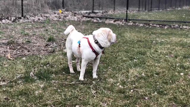 Siya’s last day смотреть онлайн