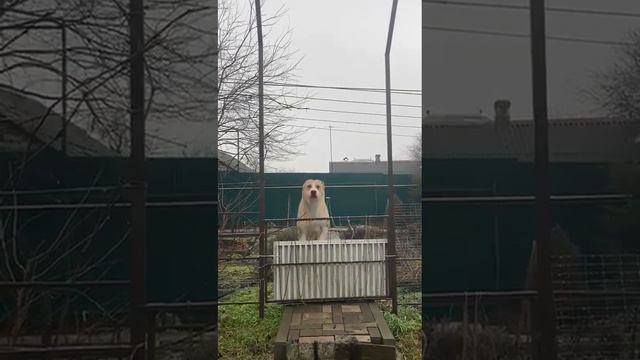Среднеазиатская овчарка питомника ЗУР БАШИ (СУЛТАН г. Ростов-на-Дону) #алабай #doge #alabai смотреть онлайн