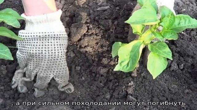 Как сажать баклажаны в открытый грунт рассадой смотреть онлайн