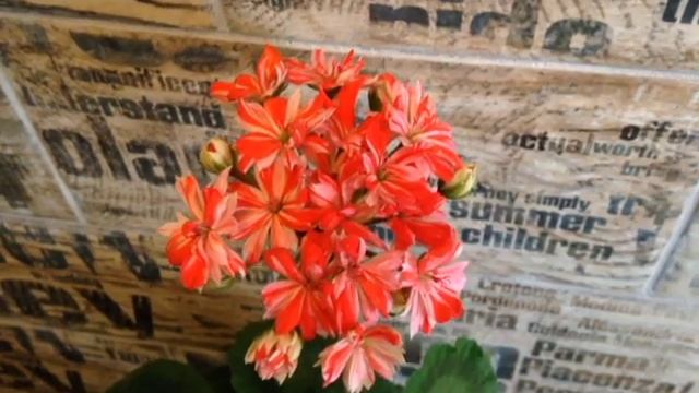 #Mallorca #pelargonium #квіти #кімнатнірослини смотреть онлайн