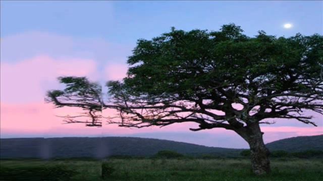 African Sound - Relax at the Savannah смотреть онлайн