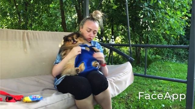 СУМКА-кенгуру для ШПИЦА/АВТОМОБИЛЬНЫЙ поводок смотреть онлайн