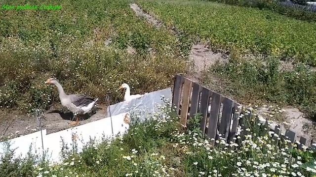 Сравниваю дни рождения всех гусяток. Как нам лучше создать пары гусей? смотреть онлайн