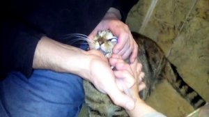 Как поить кота Полисорбом