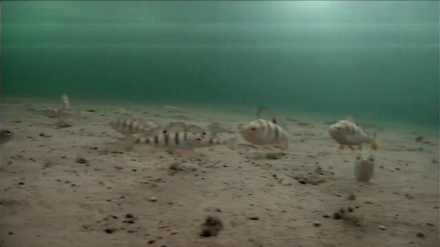 много окуня , подводная камера , Первое озеро Челябинская область . смотреть онлайн