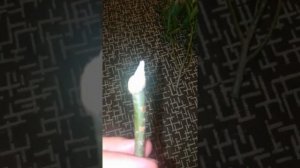 укореняем черенки шаровидной ивы