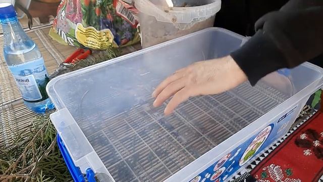 Cum se înmulțește tuia (thuja)prin butași. смотреть онлайн