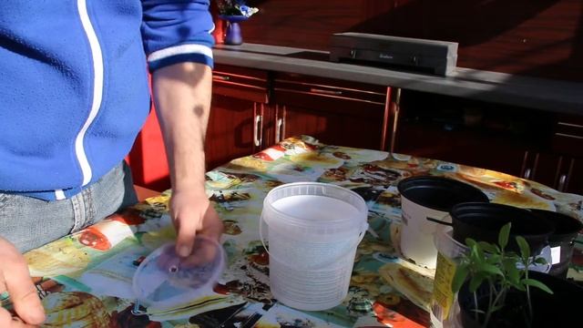 Полив рассады только раз в две недели, да это просто.