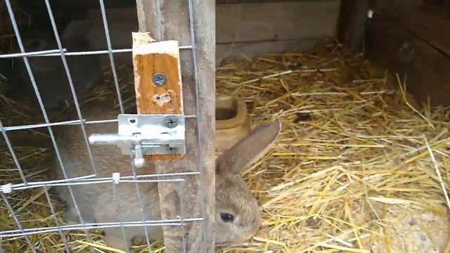 Новые жители на хозяйстве///Кролики///Передаю привет/// смотреть онлайн