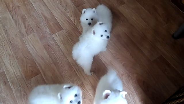 Щенки японского шпица из питомника смотреть онлайн