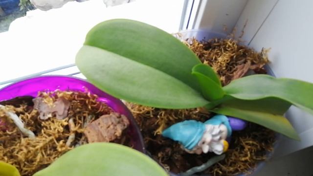 Результат восстановления орхидей больных фузариозом.#моишестьсоток смотреть онлайн