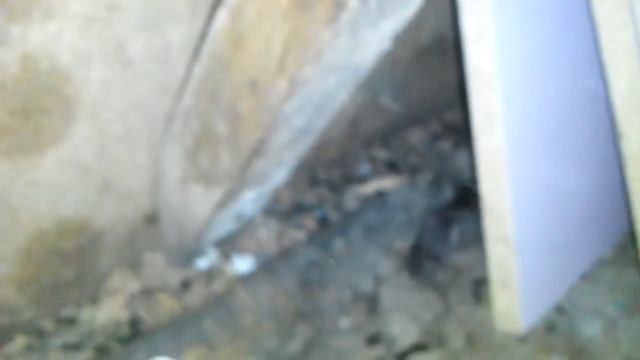 Я в ШОКЕ!!! Крыса чуть не цапнула за.... смотреть онлайн