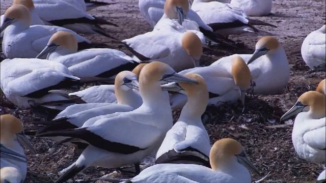 МИР ЖИВОЙ ПРИРОДЫ (Wild Life)