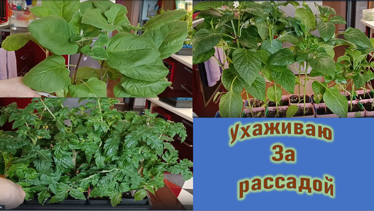 Из-за плохой погоды не могу высадить томаты в теплицу. Ухаживаю за рассадой, создаю стресс смотреть онлайн