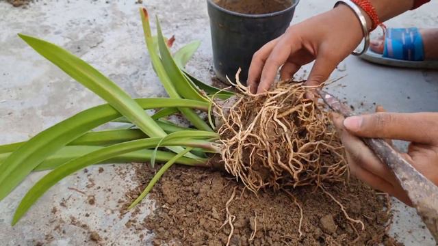 अभी करे Amaryllis lily में यह काम || Amaryllis care and fertilizer || From repotting to flowering. смотреть онлайн