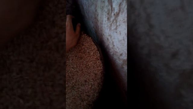 нашла птенца какой-то птички,хз как называется эта птица 🤔 смотреть онлайн