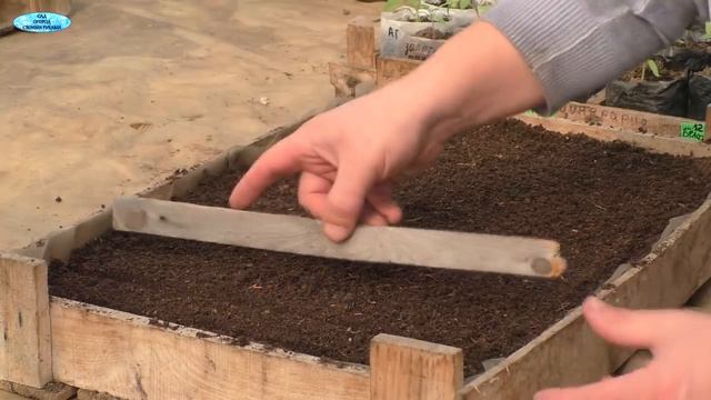 Сеем лук- уже пора!