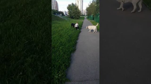 РОТТИ играет с машинкой 🤗😂 смотреть онлайн