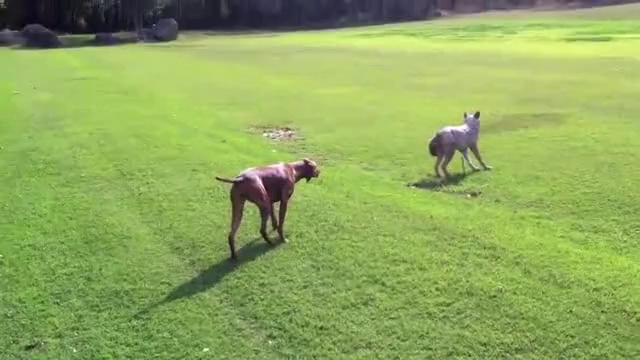 Собака охотится на волка смотреть онлайн