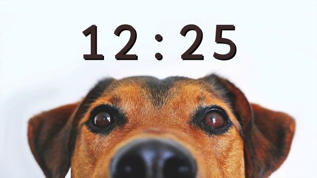 25 Minute Timer for School and Homework - Dog Bark Alarm Sound смотреть онлайн