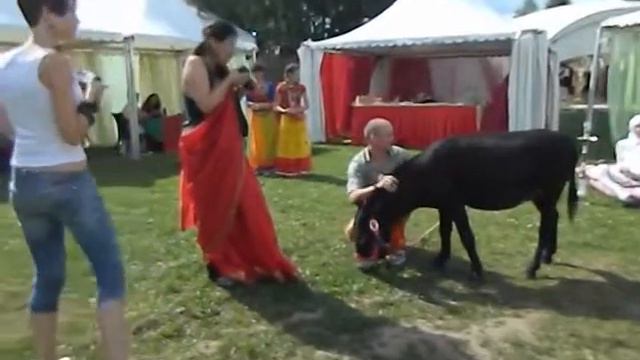 Купить ослика на золотую свадьбу смотреть онлайн