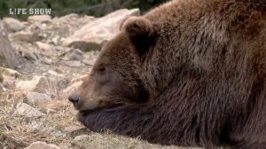 Амурский Тигр против Бурого Медведя / Кто Победит?